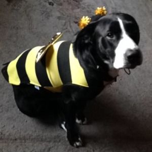 Dog bee costume