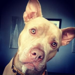 My little stud muffin 💕