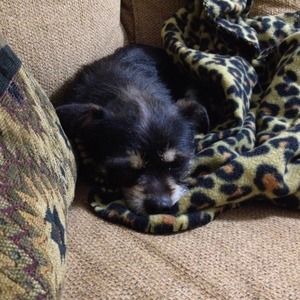 Lukas, my canine companion