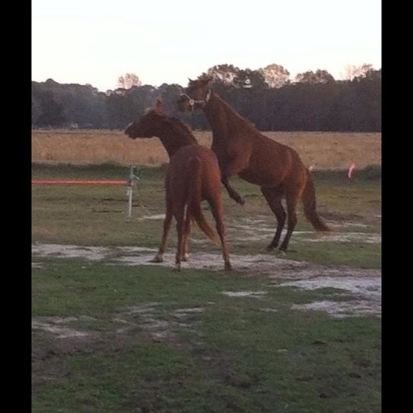 Not for sale! Just showing more of my babies!! - Picture 2 of 4