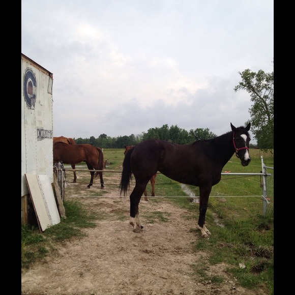 Not for sale! Just showing more of my babies!! - Picture 3 of 4