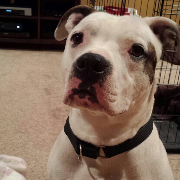 *NOT FOR SALE- I'm a dog rescuer - Picture 2 of 3