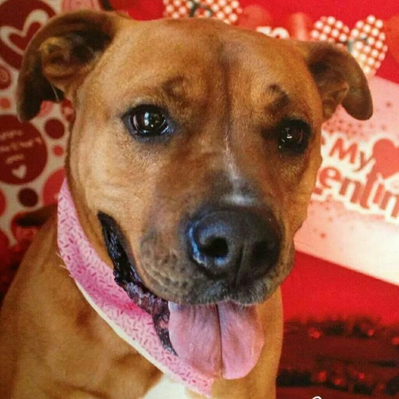 *NOT FOR SALE- I'm a dog rescuer - Picture 3 of 3