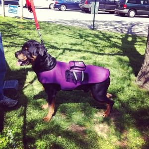 Large dog sports vest