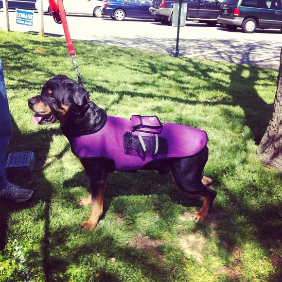 Hefty Hounds Sports Vest... Price Reduced!!!