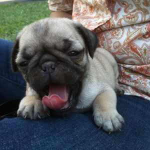 Meet My Pug!😍