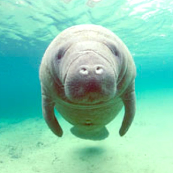 My favorite animal