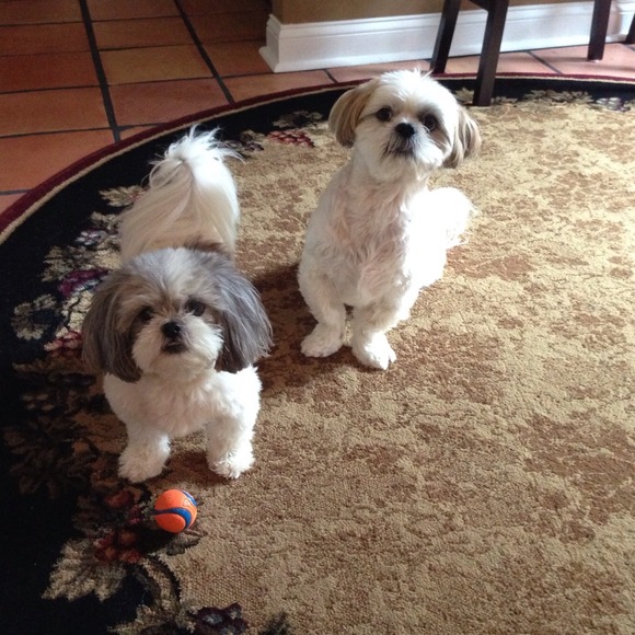 MEET YOUR SELLER/ BUYER 😊 - Picture 5 of 7