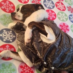 Sparkly Posh Puppy warm, quilted doggy coat