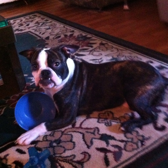 Please buy from my mommie. I need new toys. 🐾