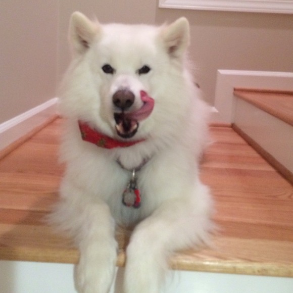 Cutest Dog EVER! - Picture 1 of 1
