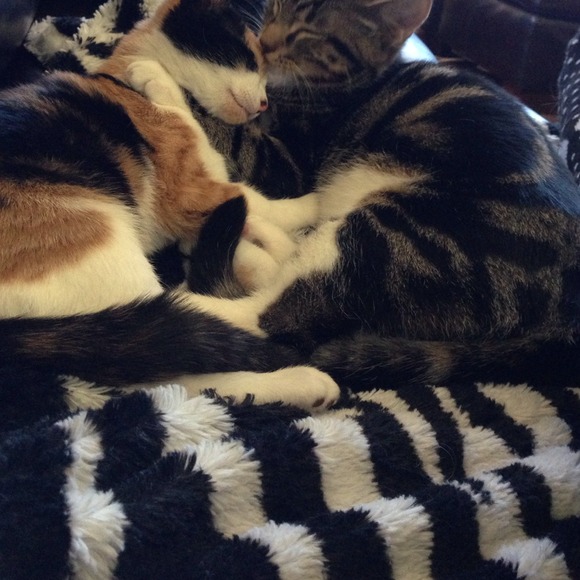 Kitty love