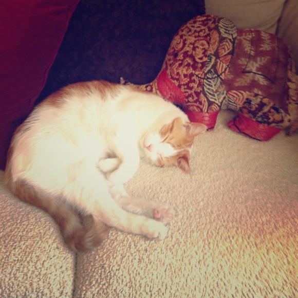 Cutest cat in the world!