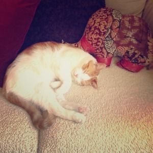 Cutest cat in the world!