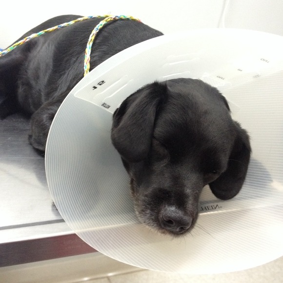 Not for sale. Please pray for my puppy! 💔