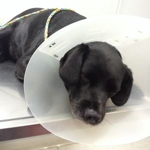 Not for sale. Please pray for my puppy! 💔