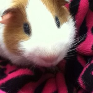 My Sweet Guniea Pig.I love all Animal Lovers