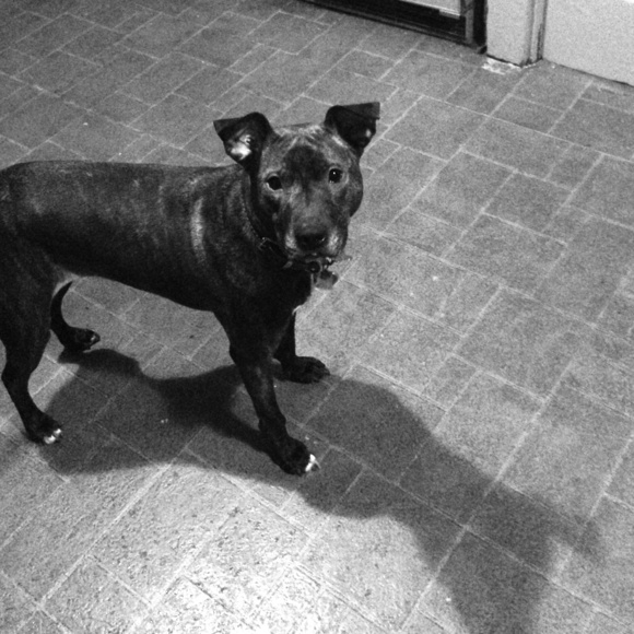 I'm not selling her..lol 🐶