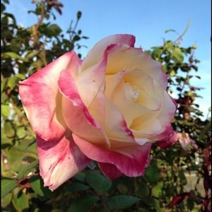 Treat yourself like Mama Nature does, with L💖VE!