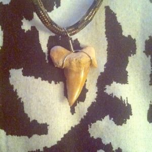 Shark tooth necklace
