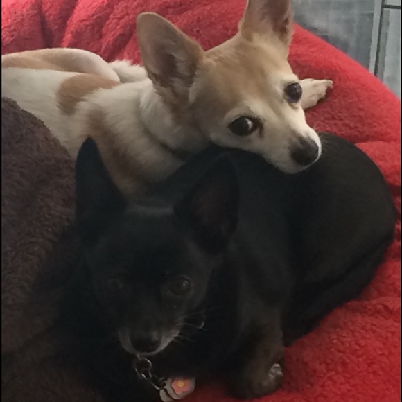 Meet Your Posher, Lisa - Picture 2 of 3