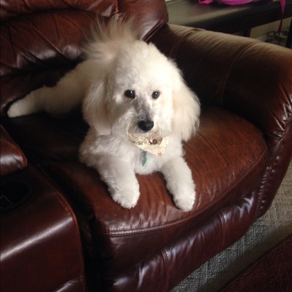 ππ Meet your Posh Ambassador ππ - Picture 2 of 4