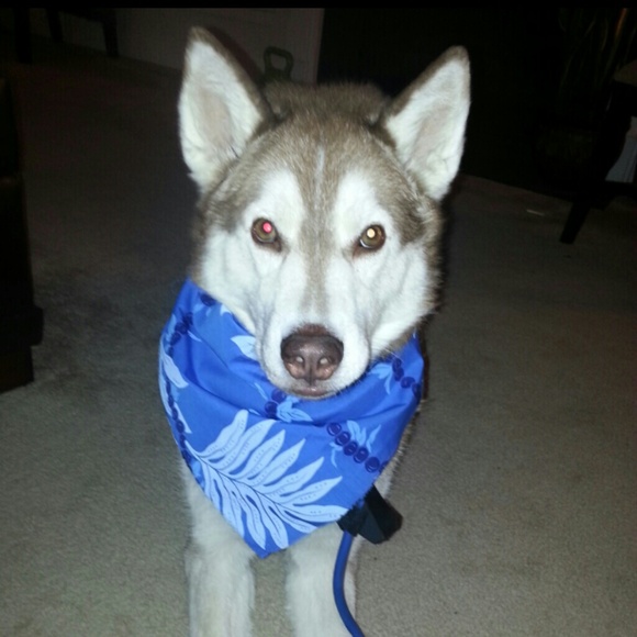 Bandanas - Picture 1 of 1