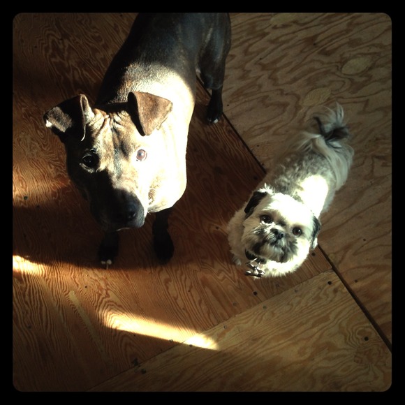 🐶Meet my sidekicks!!🐶