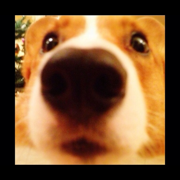 Not selling I'm looking for a corgi - Picture 2 of 3