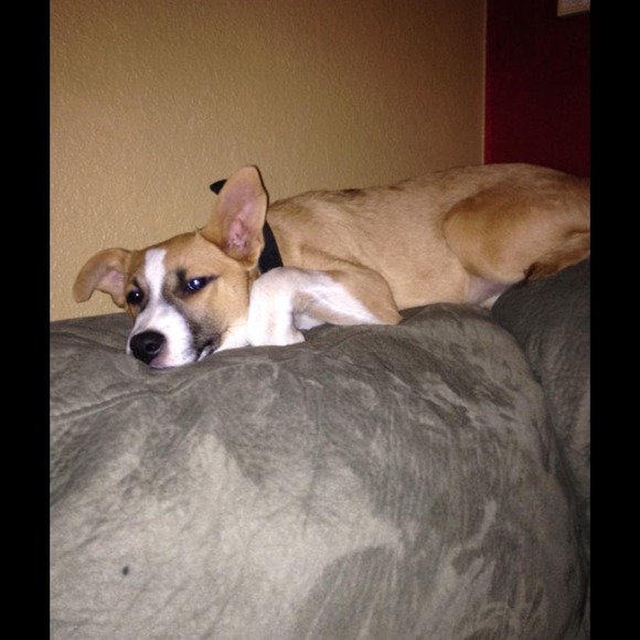 My newest rescue baby ❤️Macy (4th is new pic)