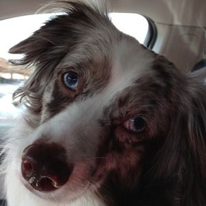 Just sharing photos of my doggie