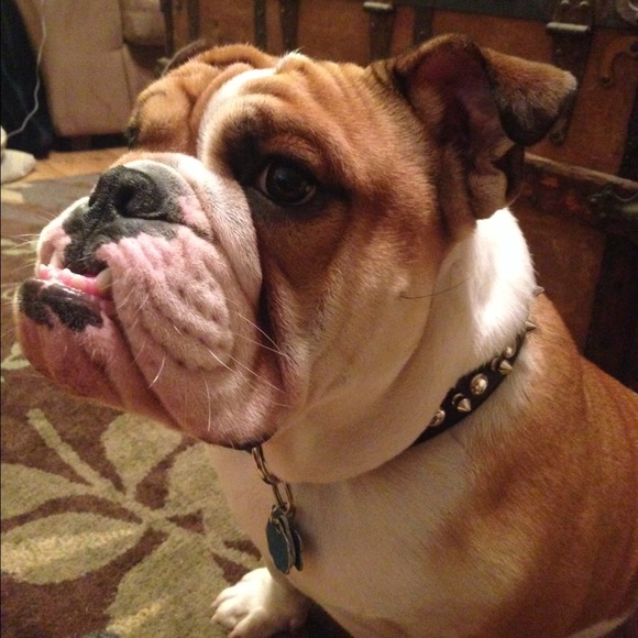 My bully boy❤️🐶❤️ - Picture 2 of 3