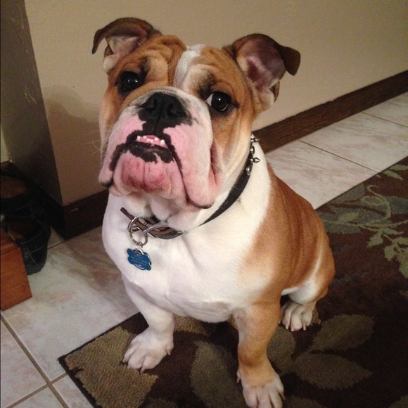 My bully boy❤️🐶❤️ - Picture 3 of 3