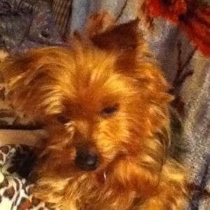 My new rescue💓