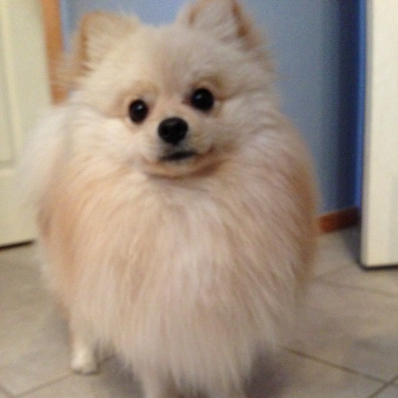 Say hi to my puppy, Zeus!
