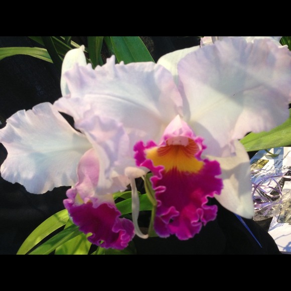 Bundle for @kyonsmom