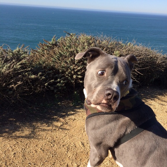 Sale/Fundraiser for Buster :) - Picture 2 of 4