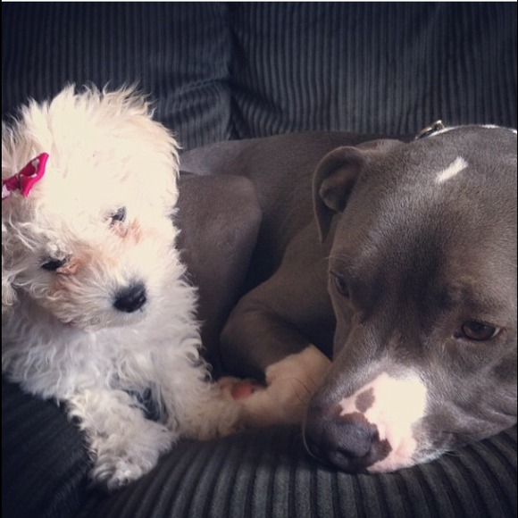 Sale/Fundraiser for Buster :) - Picture 4 of 4