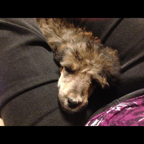 Introducing OLIVIA - Picture 3 of 4