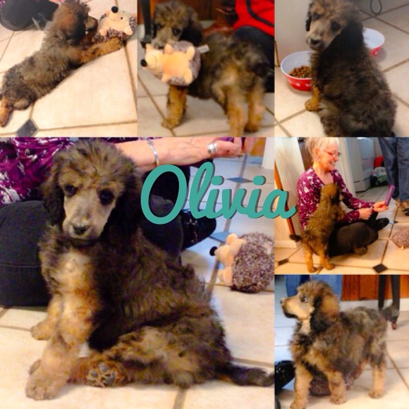 Introducing OLIVIA - Picture 4 of 4