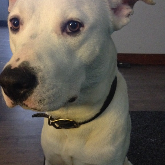 Help me buy this handsome man a fence!