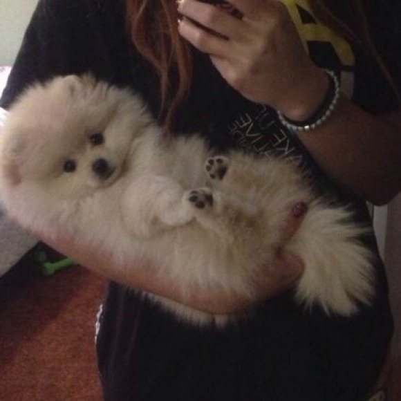 Zeus as a puppy ❤️