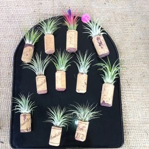 Magnet air plant