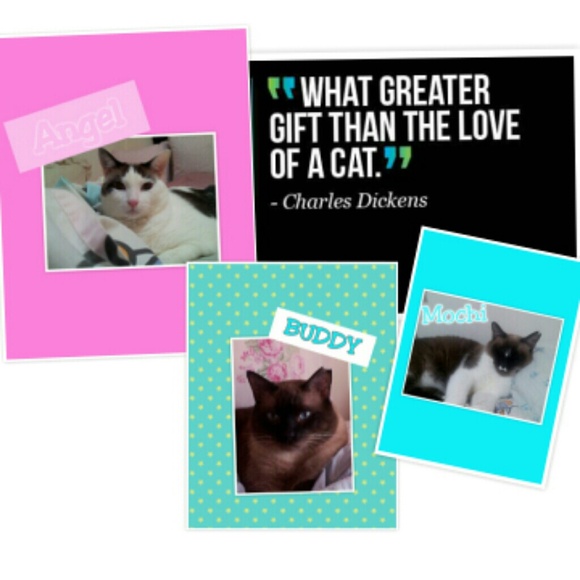 for cat lovers