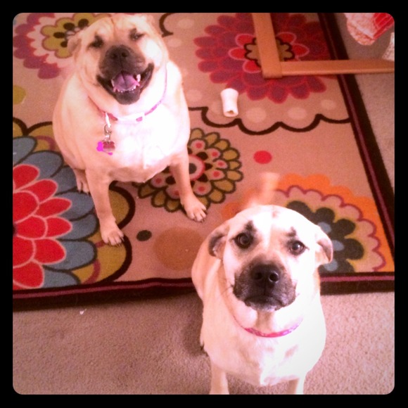 💕Meet My Helpers 💕