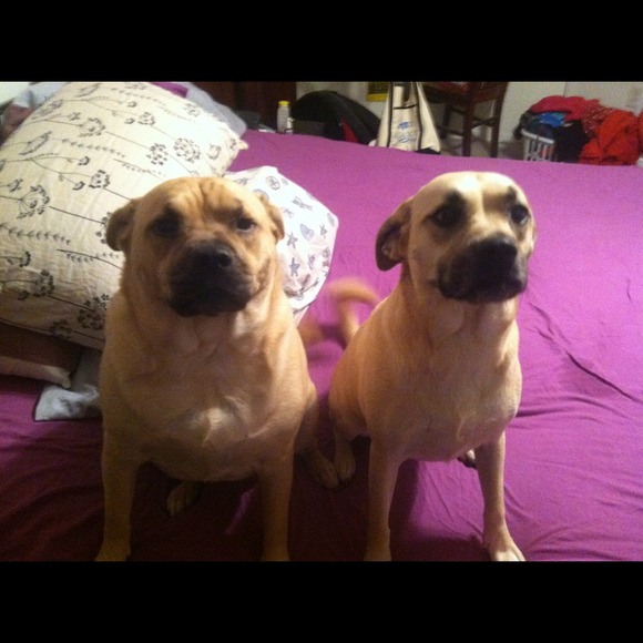 💕Meet My Helpers 💕 - Picture 2 of 4