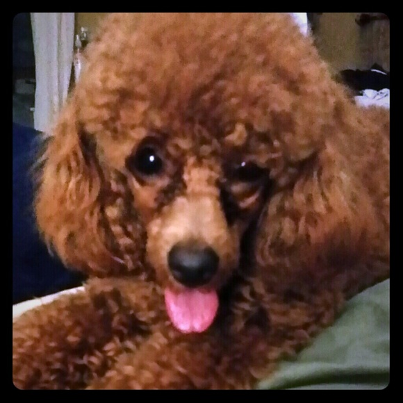 💕💕My baby Lulu Now and When a Baby💕💕 - Picture 3 of 7