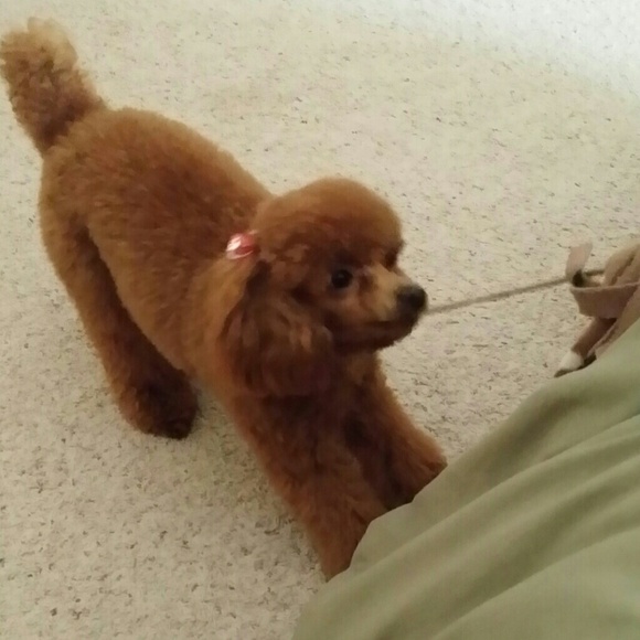 💕💕My baby Lulu Now and When a Baby💕💕 - Picture 4 of 7