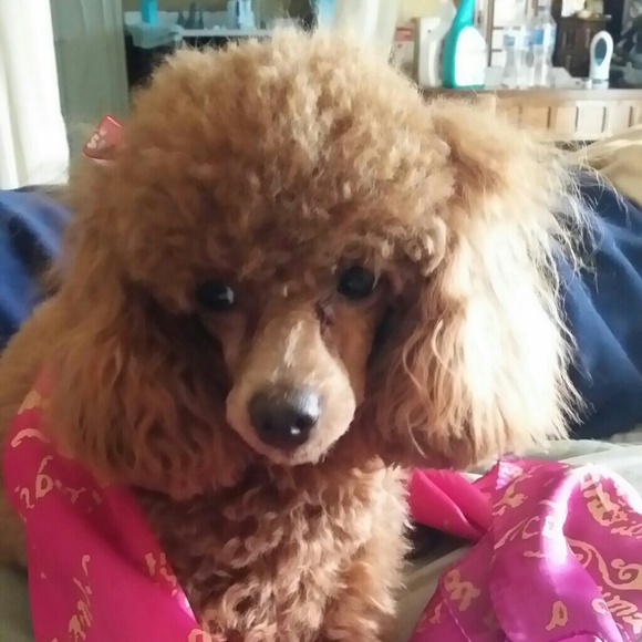 💕💕My baby Lulu Now and When a Baby💕💕 - Picture 6 of 7