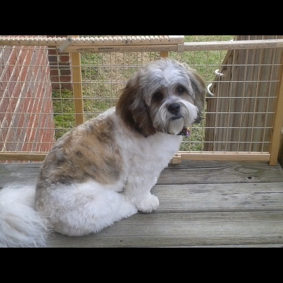 🐶NOT FOR SALE🐶 Franklin Buffett got my hair did!